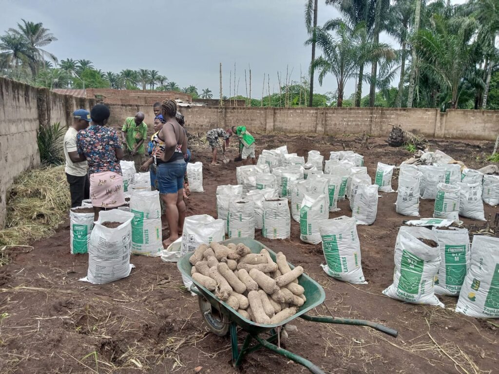 Yam Seed Planting