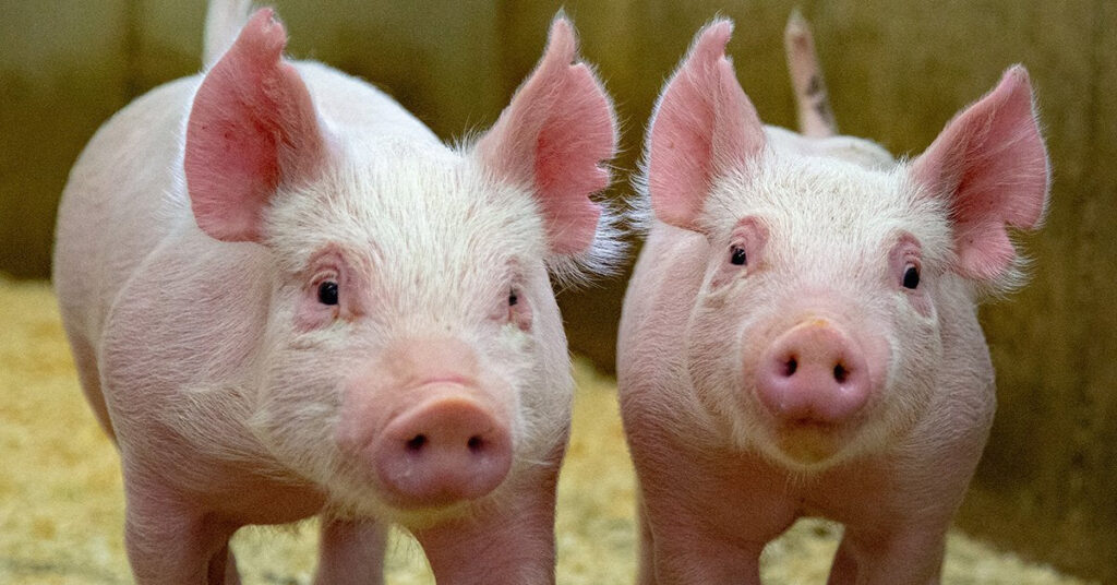 Pig farming